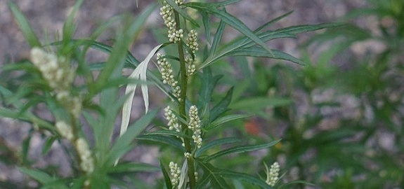 The Artemisia Herb (Mugwort) And Dreams